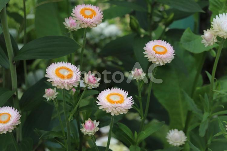 小さな白いお花ちゃん 花,お花,お花畑の写真素材
