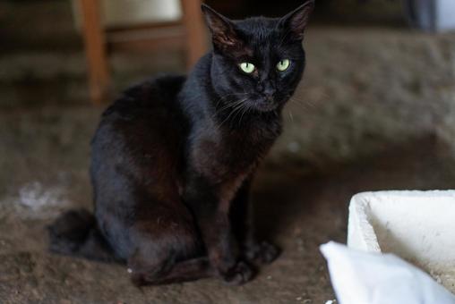 神秘的な黒猫のまなざし 猫,黒猫,動物の写真素材