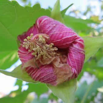 フヨウ(芙蓉) フヨウ(芙蓉) フヨウ,芙蓉,花の写真素材