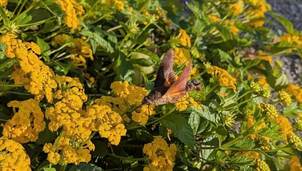 黄色い絨毯を舞うホウジャク ホシホウジャク,蛾,ホバリングの写真素材