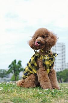 シロツメクサに囲まれたトイプードル トイプードル,動物,小型犬の写真素材