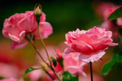 神代植物公園に咲くピンク色のバラの写真