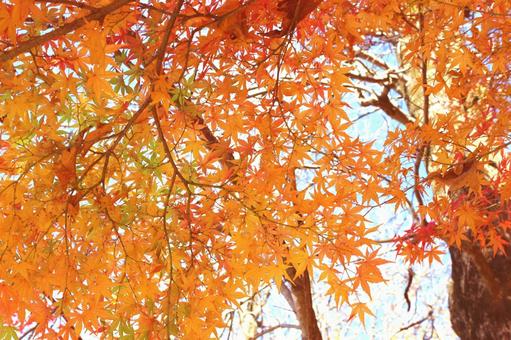 オレンジ色の紅葉と青空 秋の風景 オレンジ色の紅葉と青空 秋の風景の写真