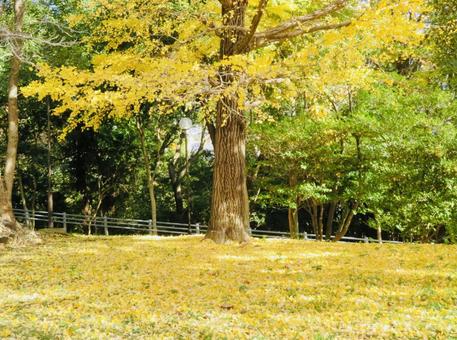 いちょうの絨毯 いちょうの絨毯の写真