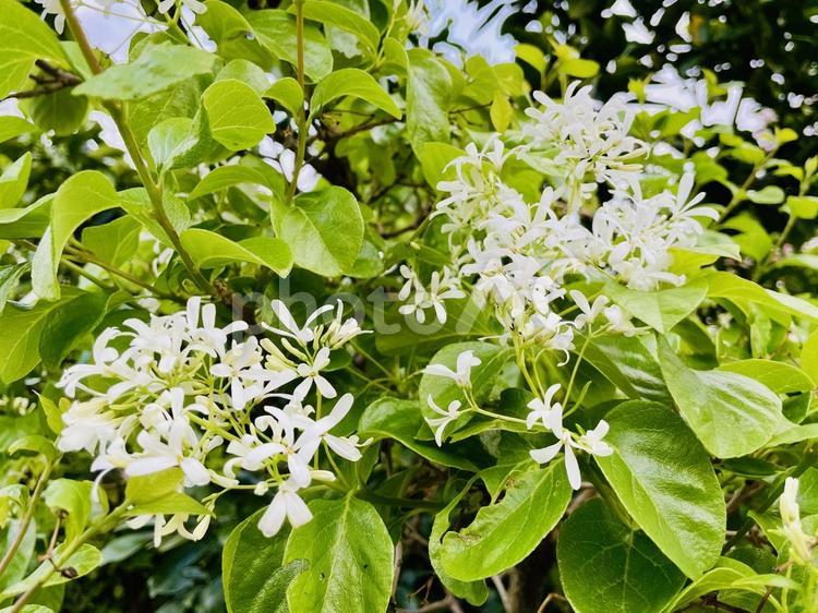 ナンジャモンジャの花 ナンジャモンジャ,白花,ガーデニングの写真素材
