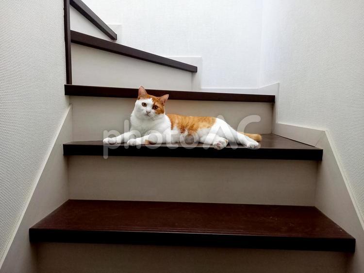 階段と猫 階段,猫,くつろぐの写真素材