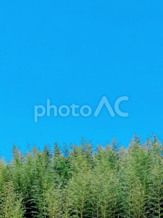 竹林と青空2 背景,青空,空の写真素材