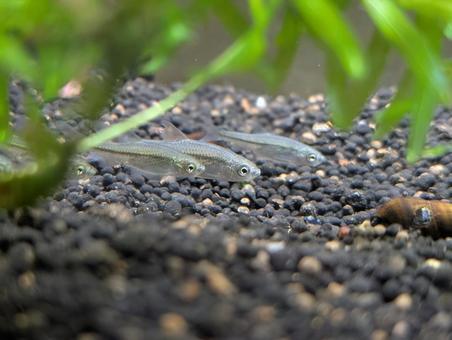 カワバタモロコ カワバタモロコの写真