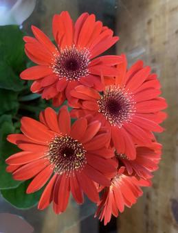 ガーベラ　花 ガーデニング,園芸,花の写真素材