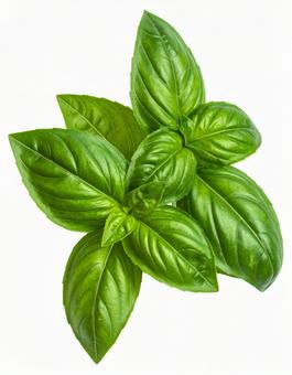 白い背景にバジルの写真
