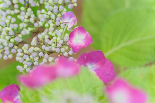 Hydrangea(84), JPG Hydrangea(84), JPG