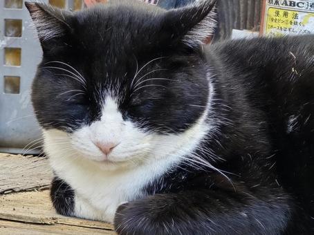 うたた寝する猫 猫,ネコ,地域猫の写真素材