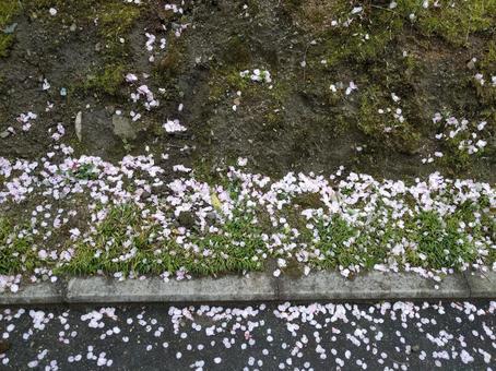 アスファルトに桜の花びら7 アスファルトに桜の花びら7の写真
