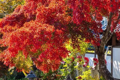 称名寺の紅葉⒄ 秋,紅葉,称名寺の写真素材