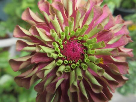 Zinnia 03, JPG