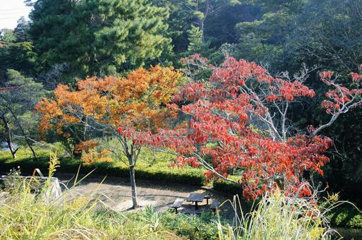 秋色に染まる休憩スポット 秋,今治市,市民の森公園の写真素材