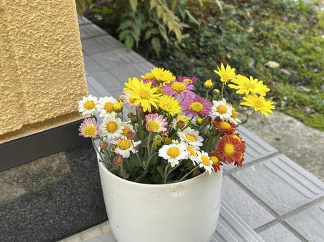 菊の花 菊,花,秋の写真素材