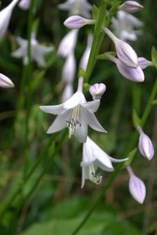 初夏から初秋に咲くギボウシの花 初夏から初秋に咲くギボウシの花の写真