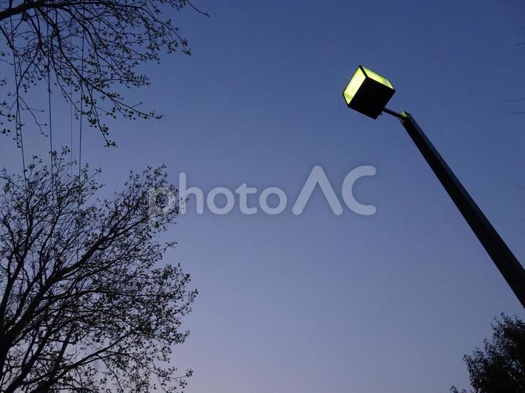 街灯を見上げる 街灯,外灯,夜の公園の写真素材