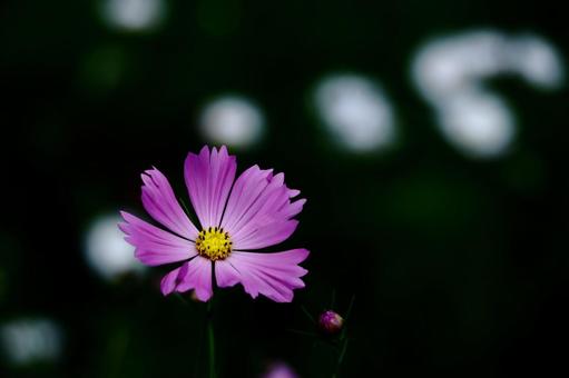 秋風に揺れて咲く コスモス,秋桜,花の写真素材