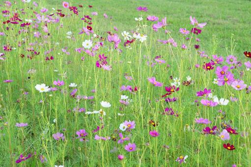 コスモスの花の写真