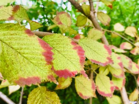 秋、葉の色づきはじめ 秋、葉の色づきはじめ 紅葉,葉,自然の写真素材