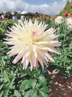 世羅高原の白いダリア ダリア,花,植物の写真素材