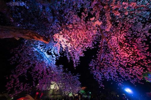 光に彩られた桜 光に彩られた桜 夜空,桜,照明の写真素材