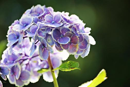 紫陽花 紫陽花の写真