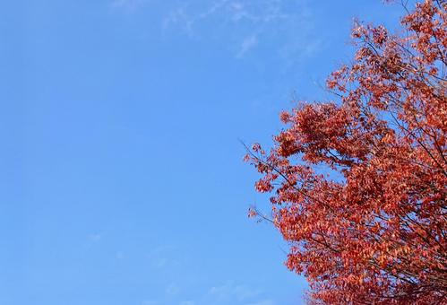 哀愁の秋・枯葉の季節 哀愁の秋・枯葉の季節 紅葉,枯葉,秋の写真素材