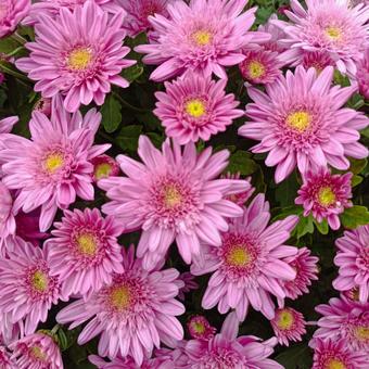 菊の花 菊の花,カラフル,菊まつりの写真素材