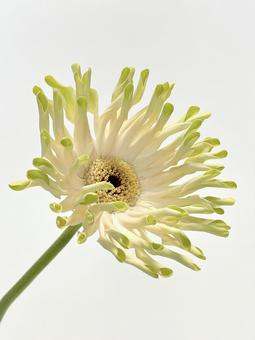 Photo, flower, plant, gerbera, 