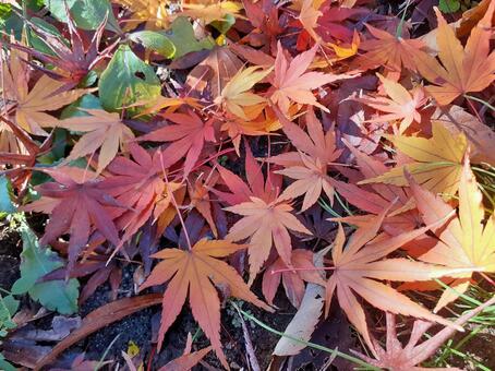 地面に落ちたモミジの葉 秋,紅葉,落ち葉の写真素材