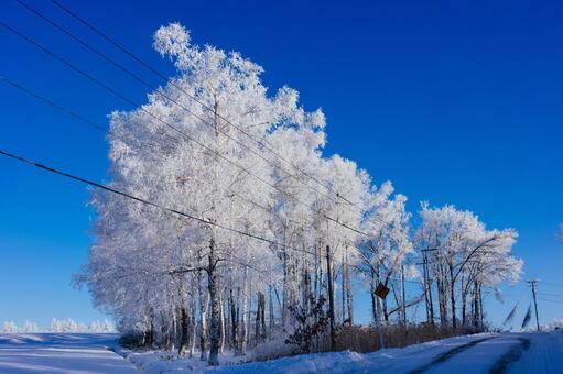 霧氷と青空 霧氷,大木,防風林の写真素材