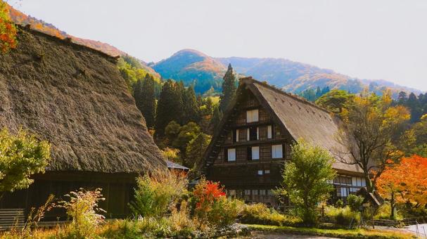 秋色に染まる世界遺産 白川郷合掌作り 合掌造り,白川郷,世界遺産の写真素材