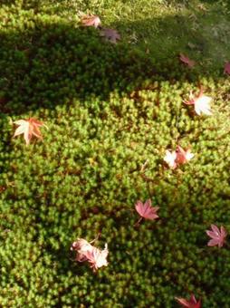 紅葉 もみじ 落ち葉 苔 紅葉 もみじ 落ち葉 苔の写真