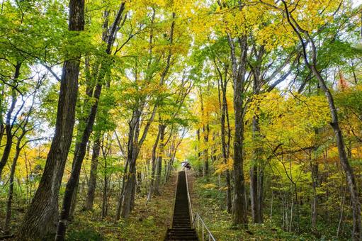秋の長老神社⑷ 秋,神社,長老神社の写真素材