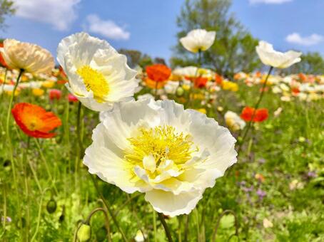 ポピーの花咲く春の丘 ポピー,花,満開の写真素材