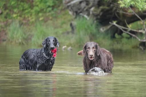 黒と茶 黒と茶 犬,大型犬,レトリーバーの写真素材