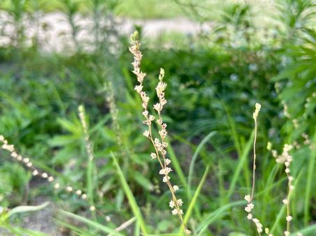 雑草マツバウンランの種 雑草マツバウンランの種の写真