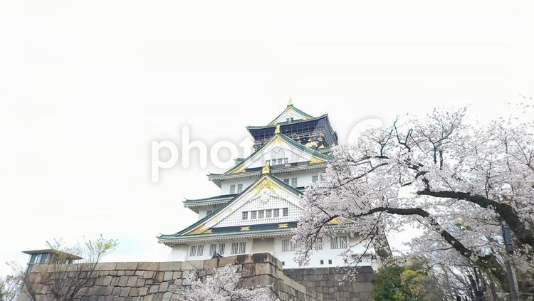 大阪城と桜 桜,大阪城,大阪の写真素材
