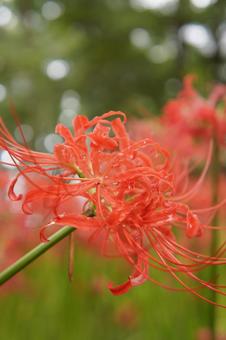 曼珠沙華 曼珠沙華の写真