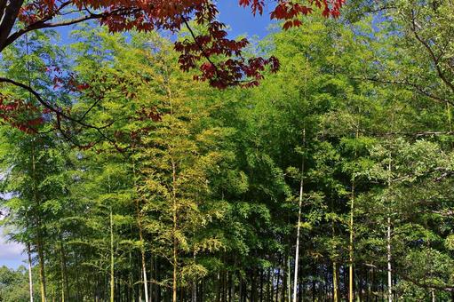 秋の竹林 秋の竹林 タケ,竹,孟宗竹の写真素材