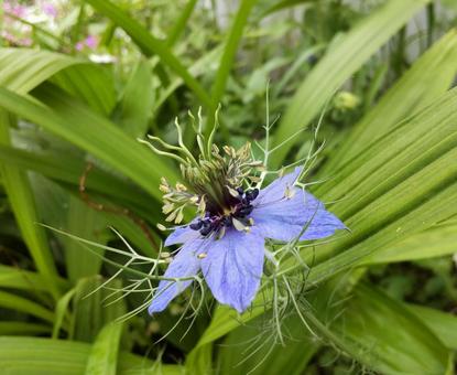 薄青紫の花 薄青紫の花の写真