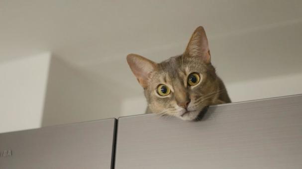 冷蔵庫からこちらを見る猫 冷蔵庫からこちらを見る猫の写真