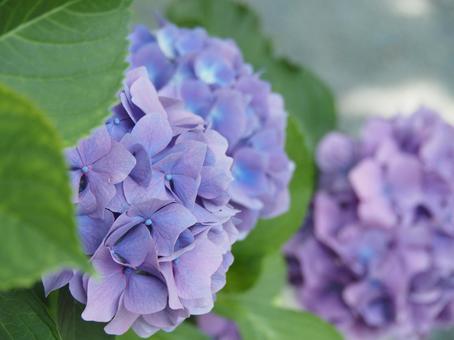 紫陽花 紫陽花の写真