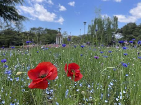 赤いポピーの写真