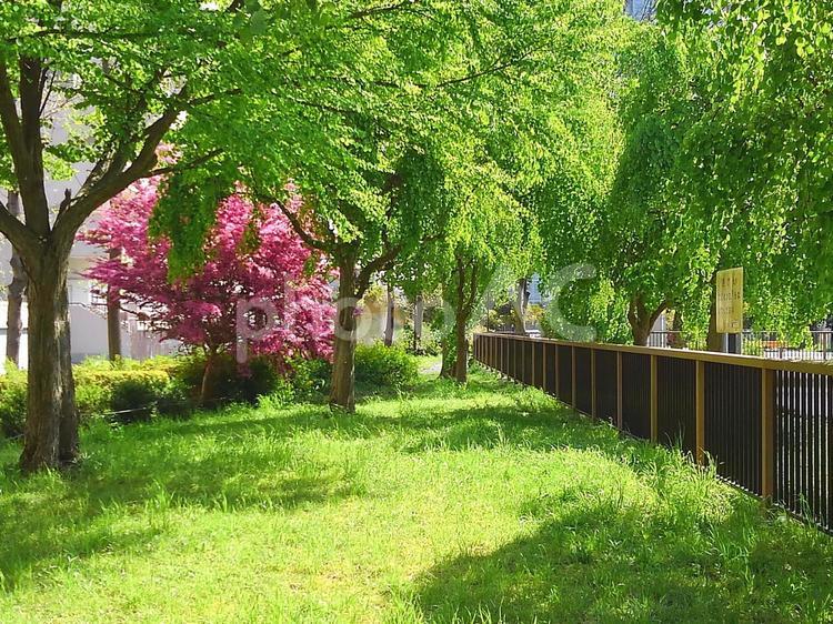 新緑のみずみずしい緑色を茂らせる散歩道 森林浴,木漏れ日,木陰の写真素材