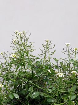 クレソンの花 クレソンの花 クレソン,オランダガラシ,阿蘭陀芥子の写真素材