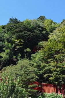 島根県-太鼓谷稲成神社-表参道-千本鳥居 島根県-太鼓谷稲成神社-表参道-千本鳥居 太鼓谷稲成神社,神社,表参道の写真素材